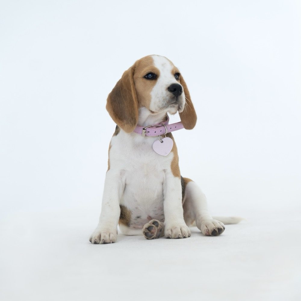 Piuma, mascotte ufficiale Soul Studio